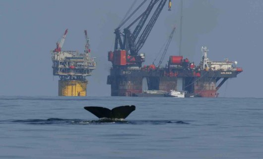 The image shows a whale fluke and an oil platform. Credit: Patrick Miller.